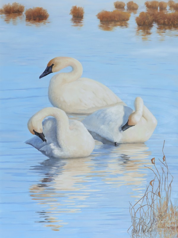 Three Graces, Trumpeter Swans by Julie Gowing Hayes