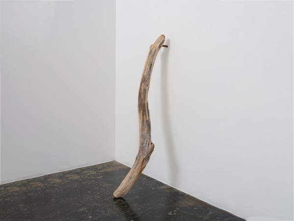 Cartilage by Debra Scacco