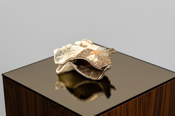 Hawk by Debra Scacco