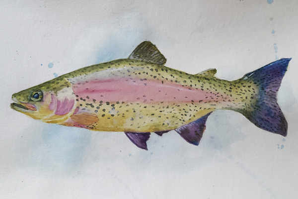 Rainbow Trout by Cheryl Dinsdale