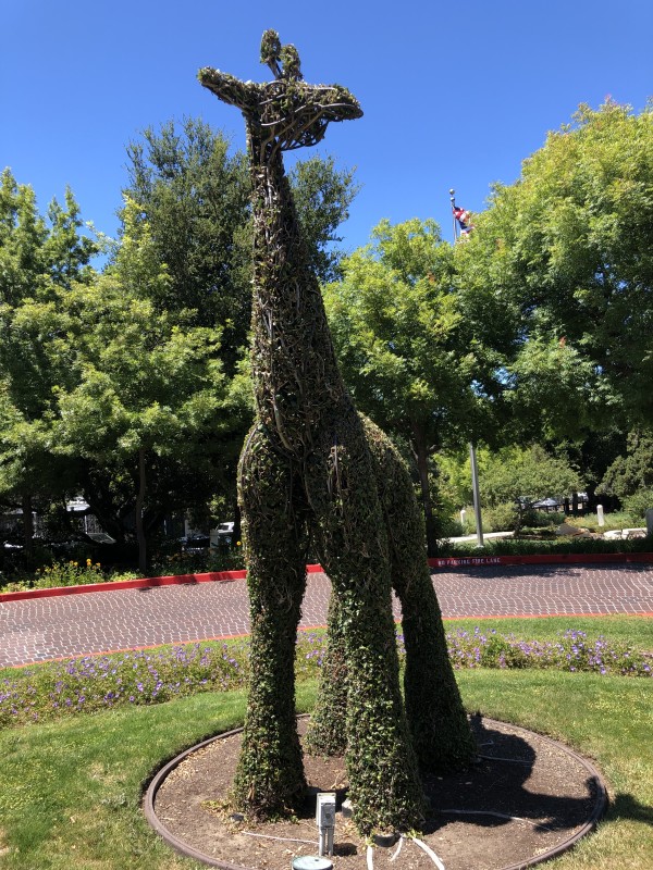 Circle of Friends (Giraffe) by James Mason