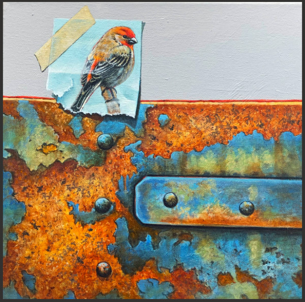 House Finch #1 by Thomas Cory