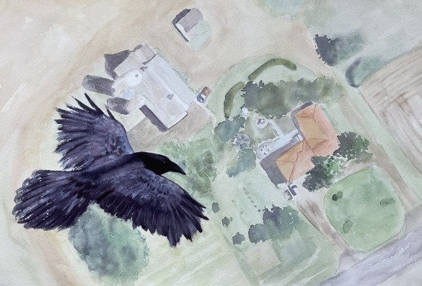 Raven soaring