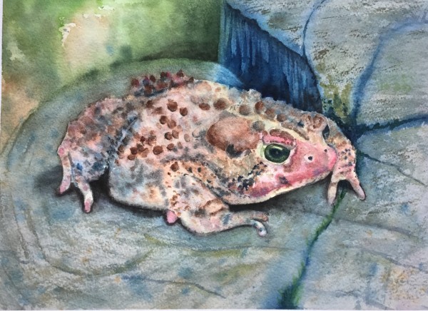 Mr. Toad by Rita Prahl