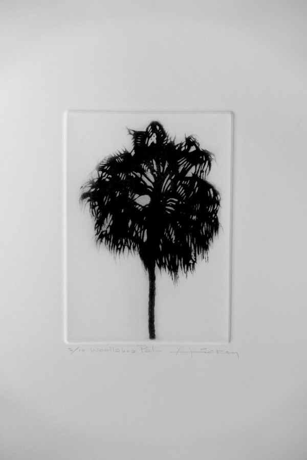 Woollahra Palm by Peter Hickey