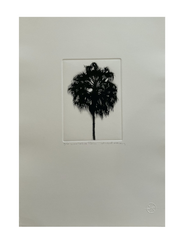 Woollahra Palm by Peter Hickey