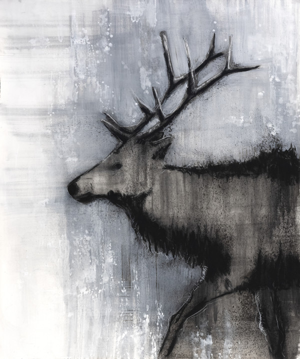Elk by Thomas Bucich