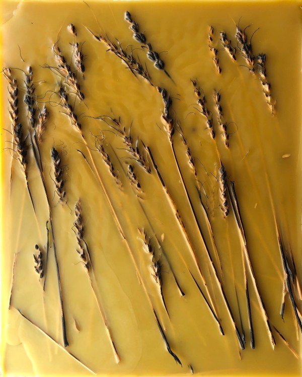Amber Waves by Amanda Jolley