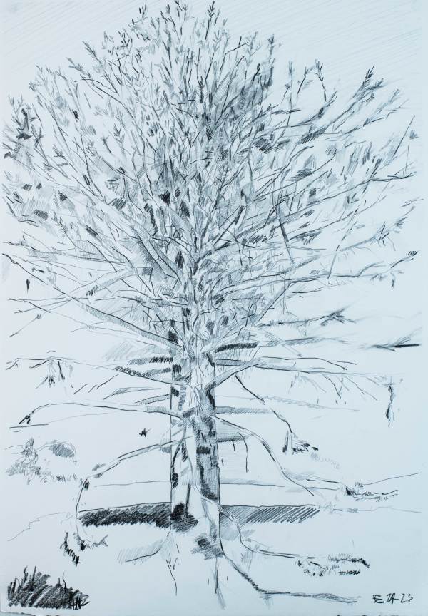 Tree Grand Marais by Brian Frink