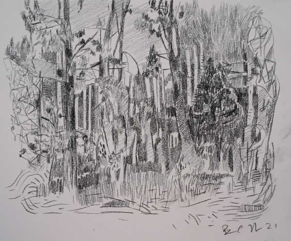 Trees and Brush