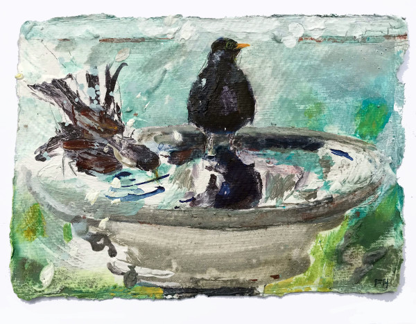 BLACKBIRDS BATHING