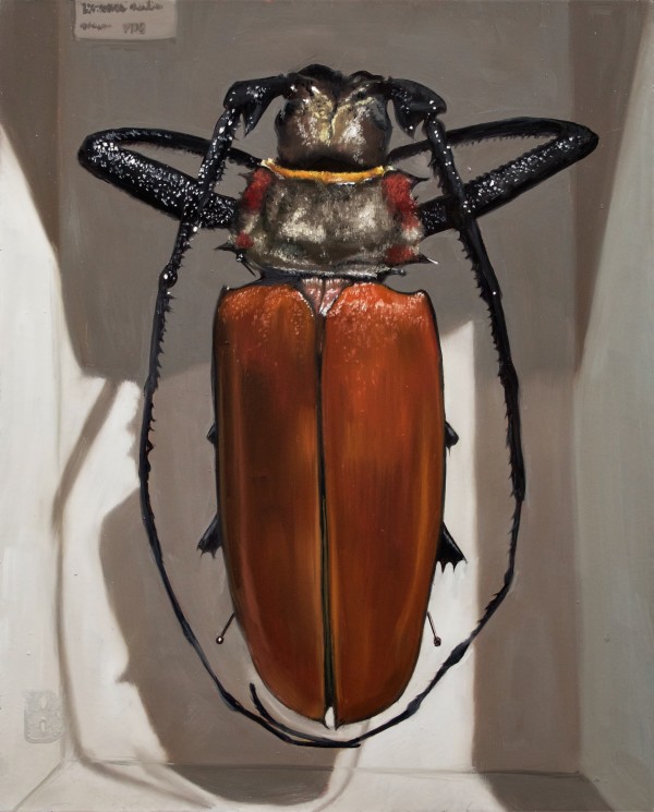 ENOPLOCERUS armillatus by Paul Beckingham