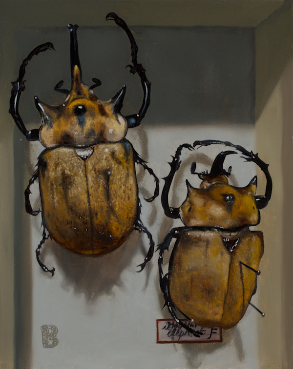 MEGASOMA elephas by Paul Beckingham
