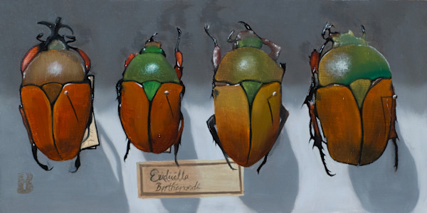 EUDICELLA euthalia by Paul Beckingham