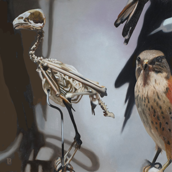 FALCO sparverius by Paul Beckingham