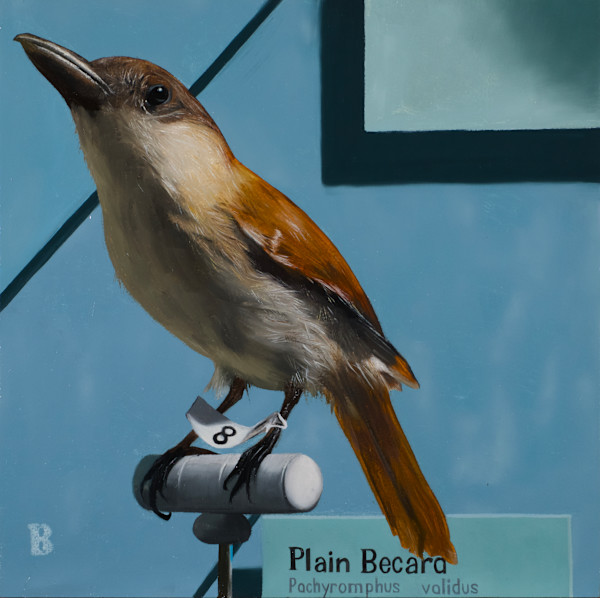 Plain Becard by Paul Beckingham