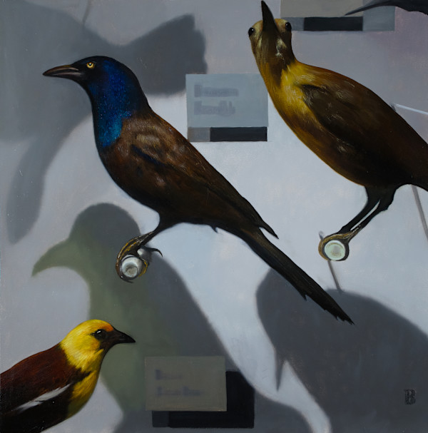 QUISCALIS quiscula by Paul Beckingham
