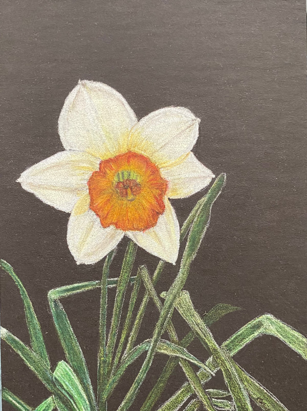 Beauty Found - Daffodil