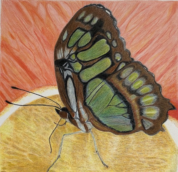 Wings on Orange by Kathie Collinson, Image 1.