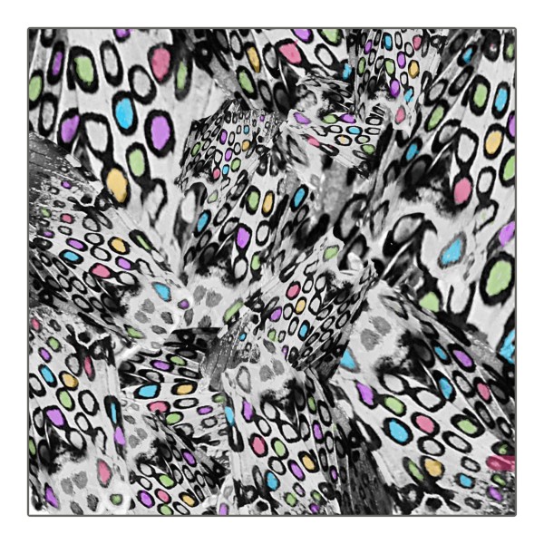 Moth Markings Times 30 with Color Nº1 by Thia Rice