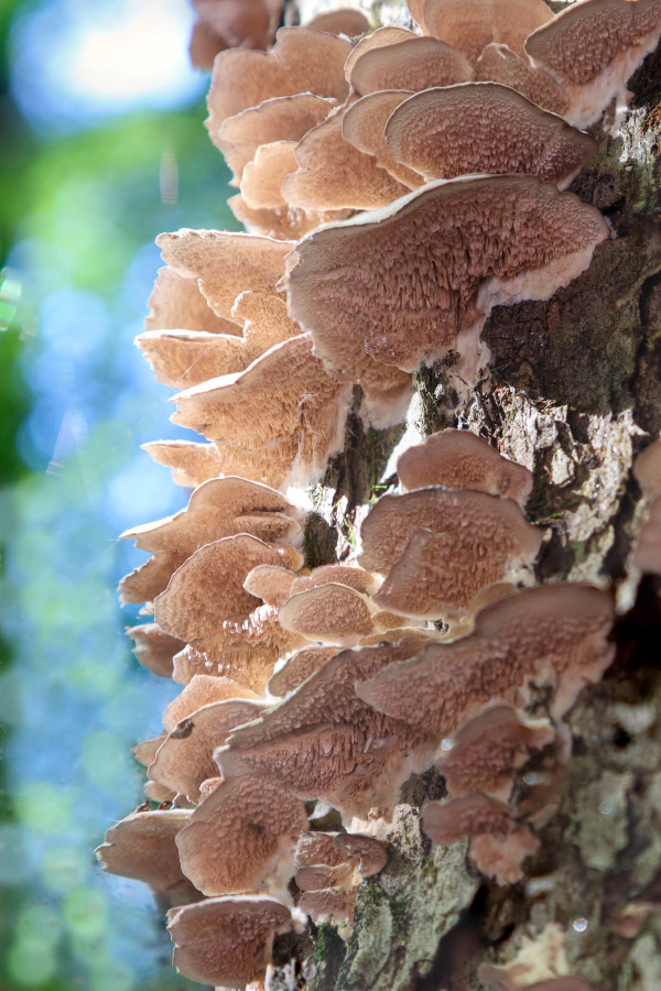 Violet-fringed Bracket Fungi by Y. Hope Osborn