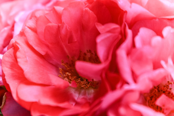 Morning Kiss by Y. Hope Osborn, Image 1.