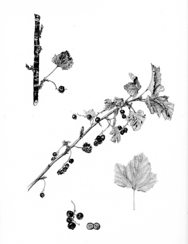 Currants by Marieanne Coursen