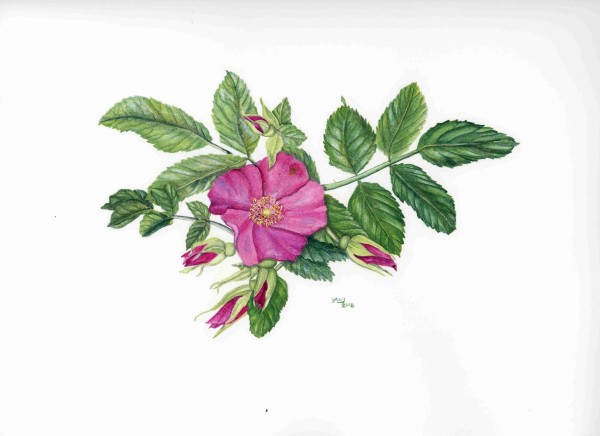 Stolen Rose by Marieanne Coursen