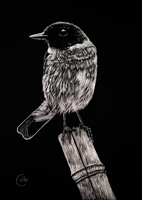 European Stonechat on Bamboo by Nathan Cole, Image 1.