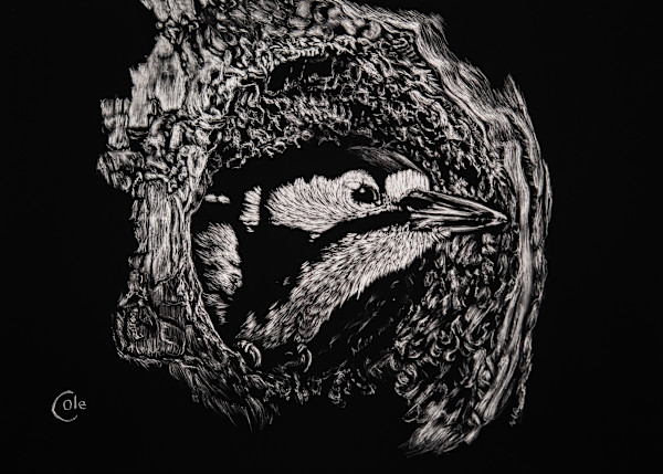 Great Spotted Woodpecker in a Eucalyptus Tree by Nathan Cole, Image 1.