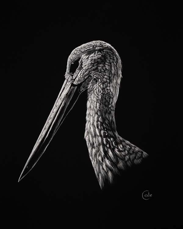 White Stork of Andalucia by Nathan Cole, Image 2.