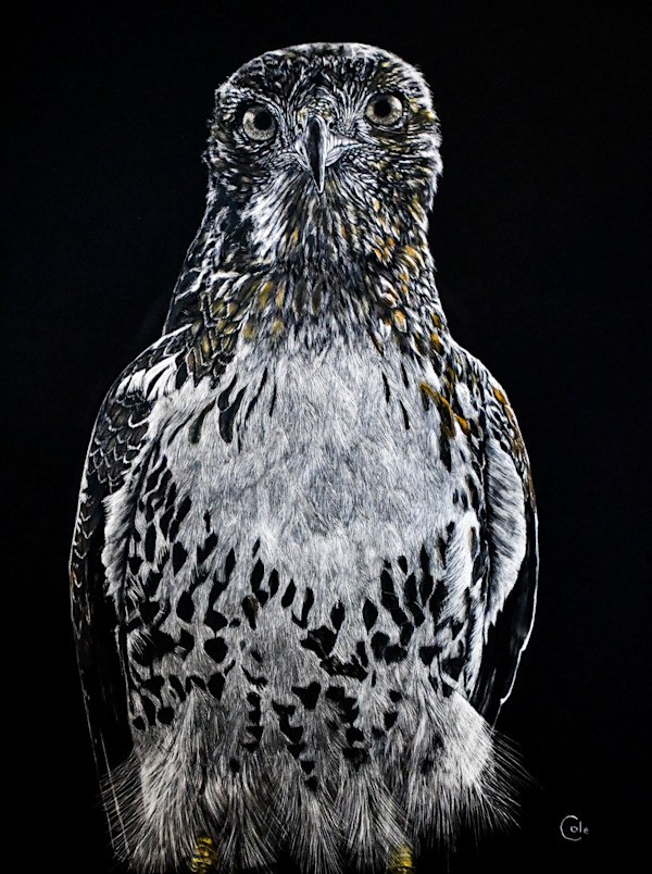 Red-tailed Hawk in High Park by Nathan Cole, Image 1.