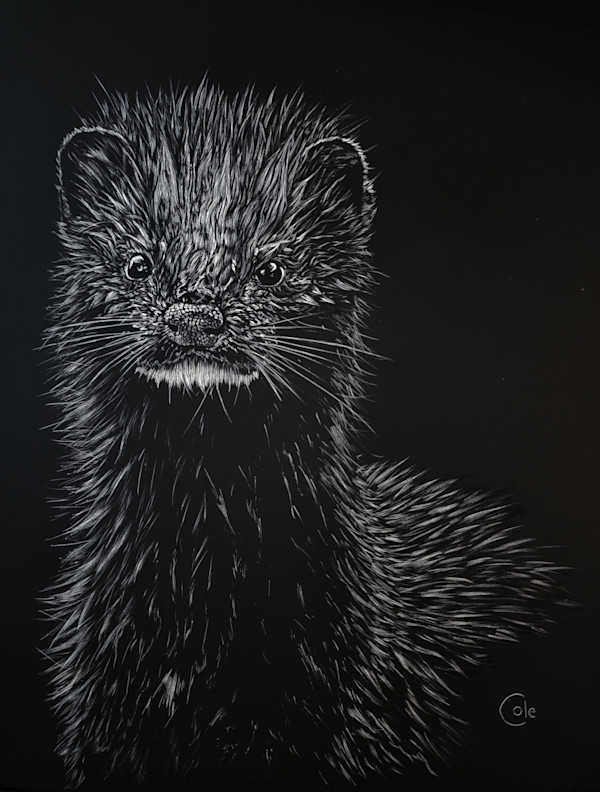 American Mink of Ward's Island by Nathan Cole, Image 1.