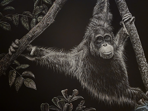 The Orangutans of Borneo by Nathan Cole