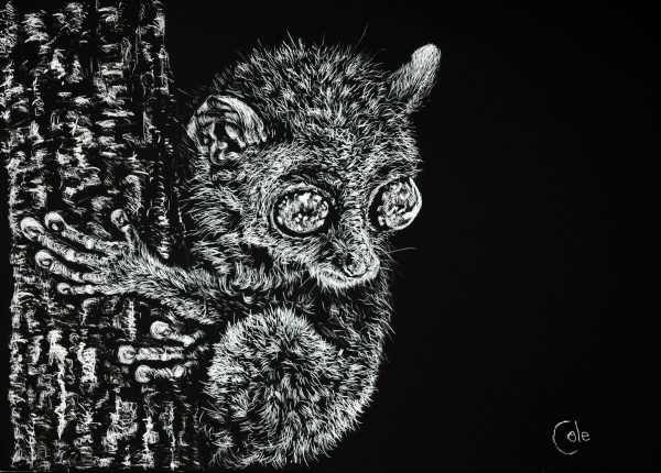 Philippine Tarsier by Nathan Cole