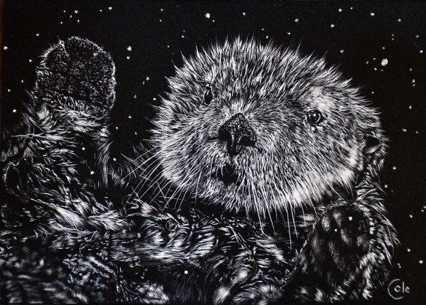 Sea Otter in First Snow by Nathan Cole