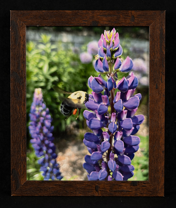 Bee with Purple Flower by Robert Barnwell