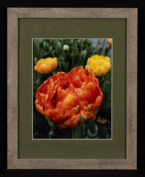 Tulips after Rain by Robert Barnwell