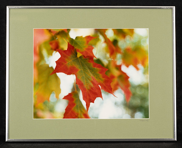 Autumn Splendor by Teresa Callies