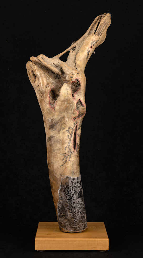 The Wounded by Carrie Kalweit