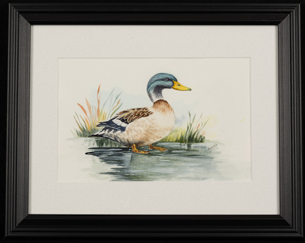 Tom's Duck by Mary Honora Keenan