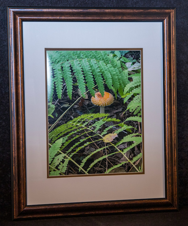 Hidden Amanita by Sami Gabriel