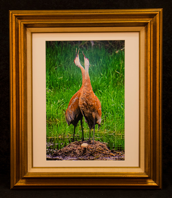 Sandhill Celebration by Eileen Sabes