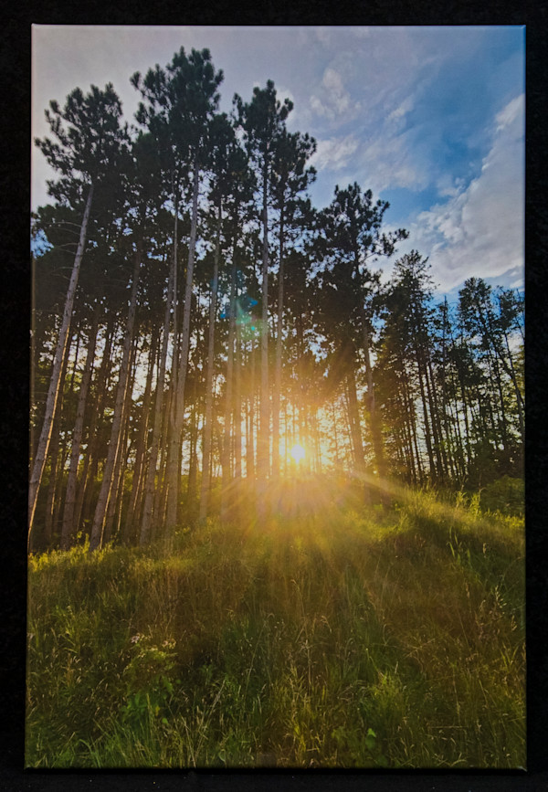 Sun Rays by Kayla Schroeder