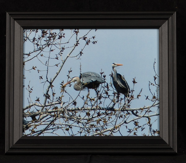 Minneapolis Heron Rookery - Nesting Herons by Betty Roth