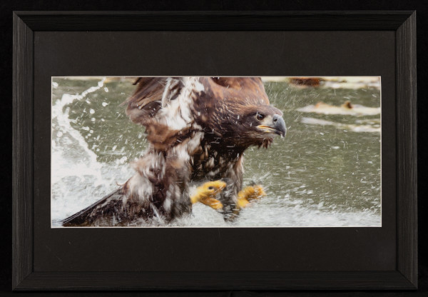 Bald Eaglet by Vess Velikov