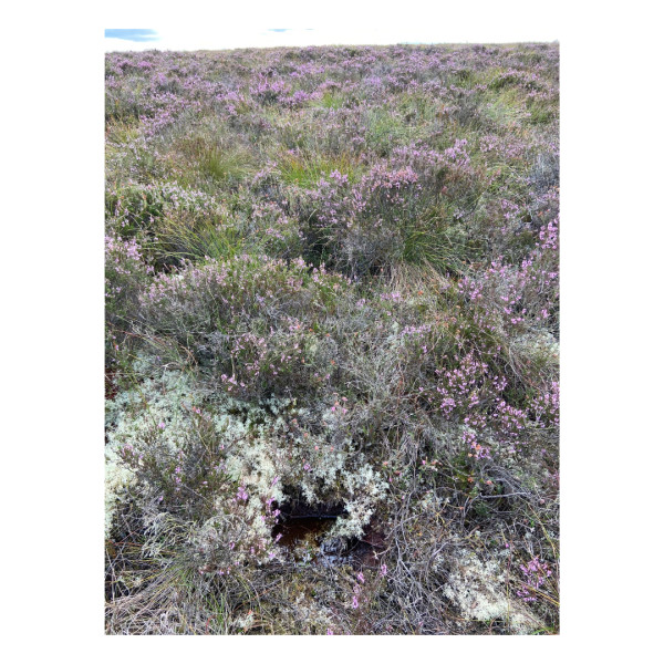 Killyconny Bog - Jonathan Shackleton by Michelle Boyle