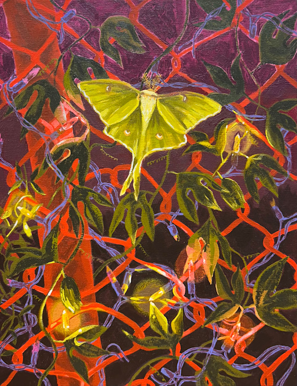 Luna Moth landing by Maddie Stratton, Image 1.