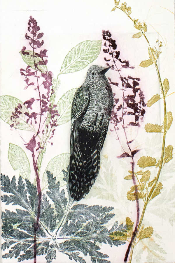 Baby Wattlebird and Liriope (unframed) by Trudy Rice