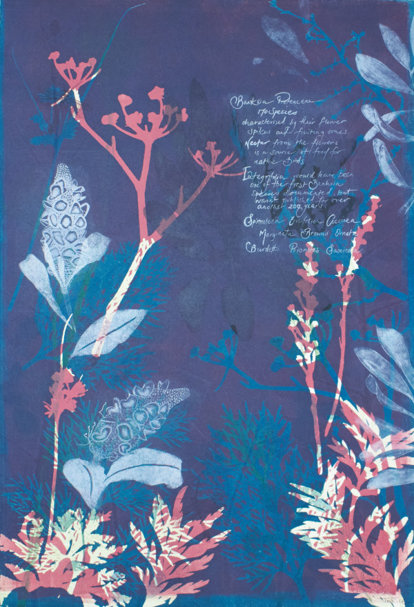 Banksia Proteaceae 170 species (Framed) by Trudy Rice